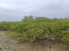 -北海金海湾红树林生态旅游区