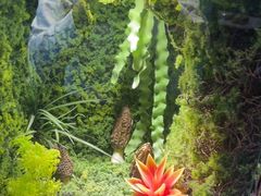 -菌彩云南野生菌火锅(呈贡七彩云南第壹城店)