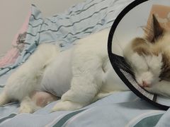 -关爱宠物医院·猫科中心·消化科(滨湖万达分院)