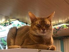 -猫小院猫主题咖啡厅(北锣店)