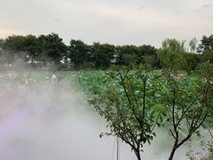 -鹅湖玫瑰文化园