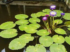 -国家植物园南园