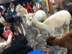 -上海大自然野生昆虫馆(东方明珠·爬宠昆虫探索中心)