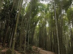 -缙云山景区