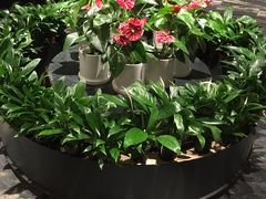 -大鸭梨烤鸭(枣园店)