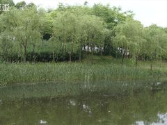 -新江湾城公园