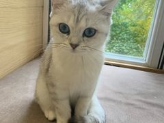 -猫和宫(六道口店)