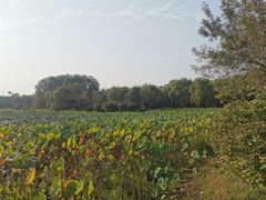 -东郊湿地公园