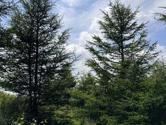 -苏木山森林公园