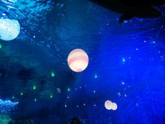 -烟台海昌鲸鲨海洋公园