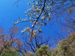 -王顺山国家森林公园