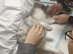 -恒幸动物医院·急重症转诊中心·神经内外科·CT核磁
