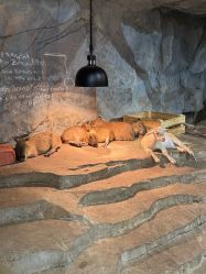 -Zoolung Zoolung动物主题公园(海信广场店)