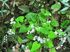 -天目山大树王景区