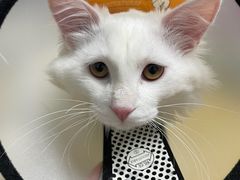 -米苏动物医院·犬猫专科·骨科外科内窥镜