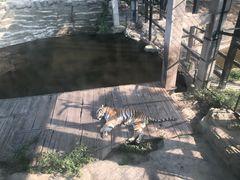 -大连森林动物园