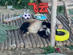 -大连森林动物园