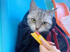 -纳吉亚猫专科动物医院博雅分院
