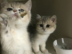 -东方名猫馆·英短金渐层布偶猫舍(环线广场1号楼店)