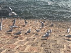 -海帮主·蒸汽海鲜青岛菜(栈桥火车站店)