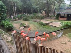 -清迈夜间动物园