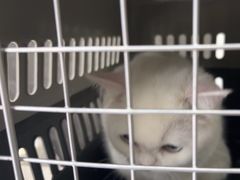 -瑞鹏瑞爱宠物医院·全科·猫科·血液透析中心(龙头寺店)