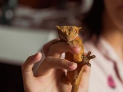 -酷以爬仙阁实体爬宠店·守宫·蜥蜴·专业繁育