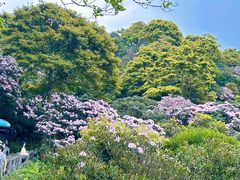 -梧桐山风景名胜区