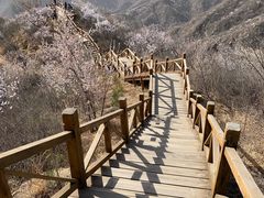 -大岭沟猕猴桃谷风景区