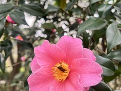 -金花茶公园