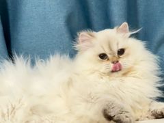 -御宝贝·A梦猫科宠物医院(国际猫友好医院)