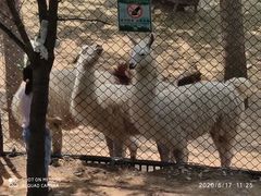 -大连森林动物园