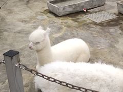 -上海大自然野生昆虫馆(东方明珠·爬宠昆虫探索中心)
