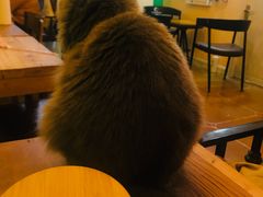 -李小姐の猫咖啡馆(五角场店)