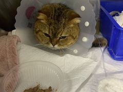 -达爱动物医院·犬猫分区·CT·复杂眼科(远洋山水分院)