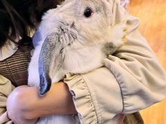 -猫猫幼稚园·撸猫·桌游·电玩