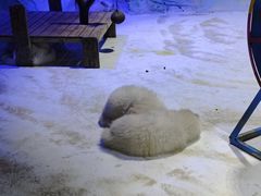 -海合安成都极地海洋公园