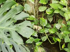 -上海大自然野生昆虫馆(东方明珠·爬宠昆虫探索中心)