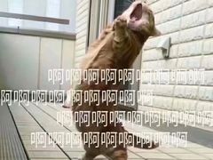 -大锅强·蒸海鲜青岛菜(吾悦广场店)