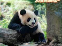 -都江堰中华大熊猫苑
