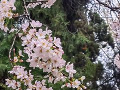 -武汉大学-樱园