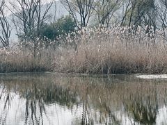 -西湖风景区-江洋畈生态公园