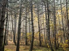 -帽儿山国家森林公园