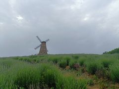 -大塘金香草谷