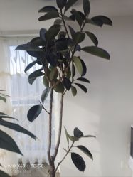 -HEYAN荷妍专业脱毛连锁机构