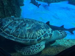 -芜湖新华联大白鲸海洋公园