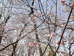 -桃花堤公园