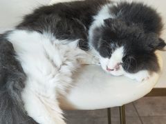 -飞行喵MR PILOT|猫舍·猫咖(静安大融城店)