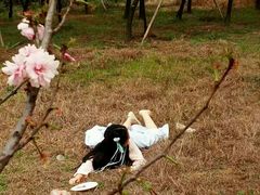 -天适樱花悠乐园