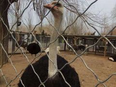 -长白岛森林公园